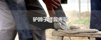 ​修驴蹄的时候驴疼吗 修驴蹄驴不疼吗
