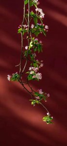 ​六牙白象指的是什么