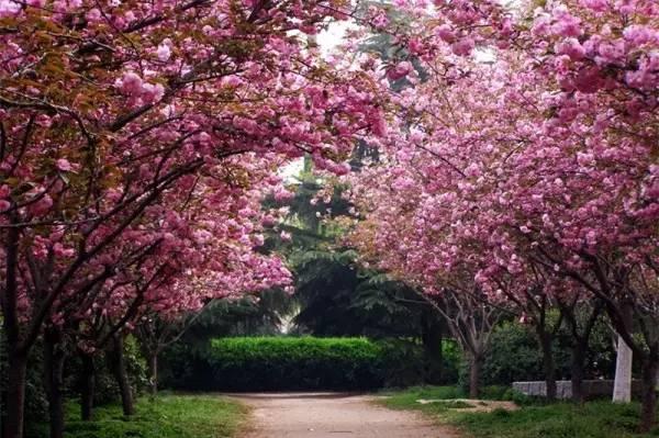 我国各校校花(传说中的河南高校校花竟然长这样)(1)