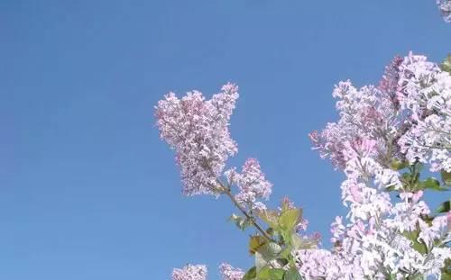 我国各校校花(传说中的河南高校校花竟然长这样)(21)