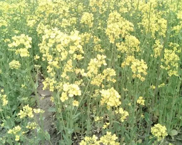 我国各校校花(传说中的河南高校校花竟然长这样)(7)