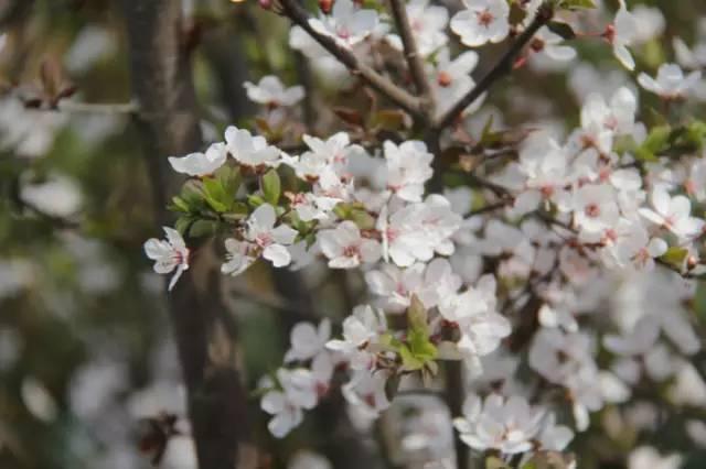 我国各校校花(传说中的河南高校校花竟然长这样)(20)