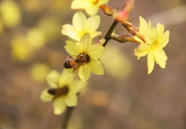 我国各校校花(传说中的河南高校校花竟然长这样)(28)