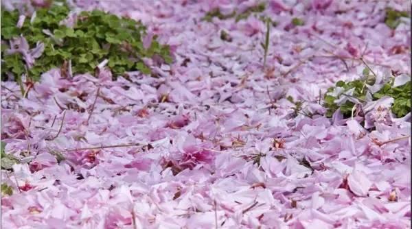 我国各校校花(传说中的河南高校校花竟然长这样)(3)