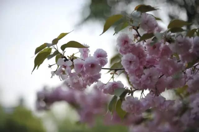 我国各校校花(传说中的河南高校校花竟然长这样)(2)