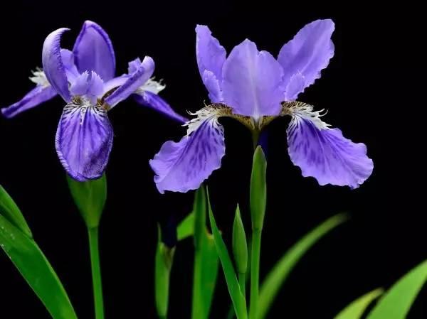 我国各校校花(传说中的河南高校校花竟然长这样)(17)