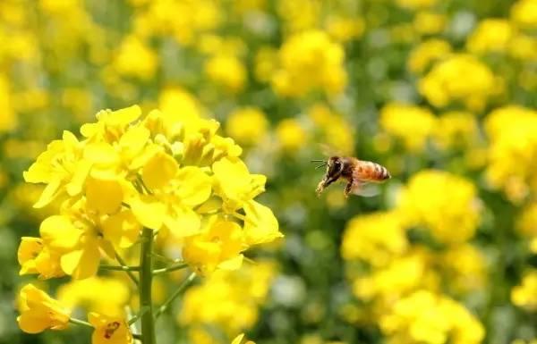我国各校校花(传说中的河南高校校花竟然长这样)(8)