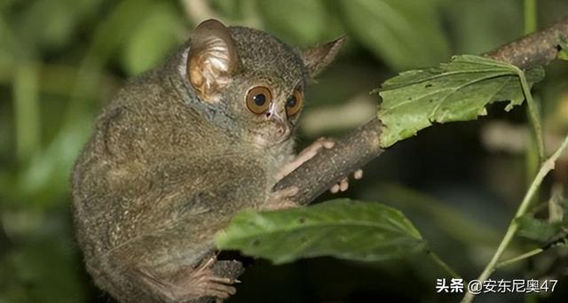 六种灭绝却又重出现的动物（灭绝又被发现的10种动物）(7)