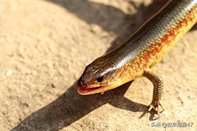 六种灭绝却又重出现的动物（灭绝又被发现的10种动物）(6)