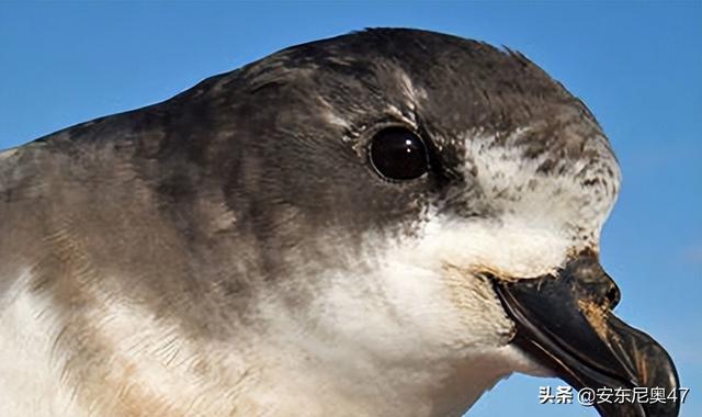 六种灭绝却又重出现的动物（灭绝又被发现的10种动物）(3)