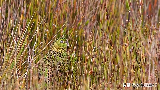 六种灭绝却又重出现的动物（灭绝又被发现的10种动物）(4)