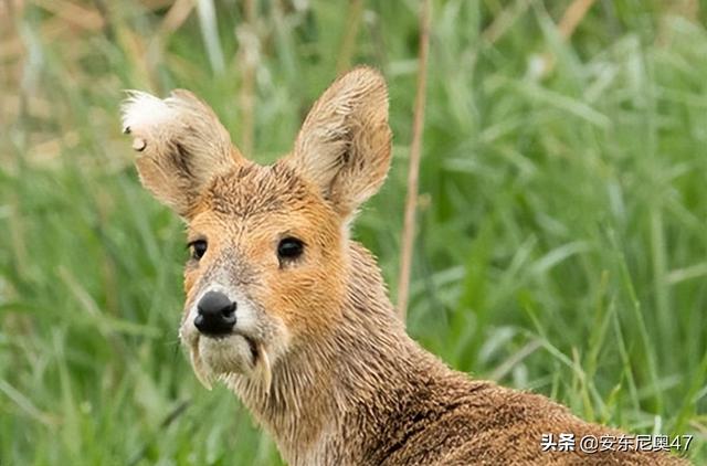 六种灭绝却又重出现的动物（灭绝又被发现的10种动物）(10)