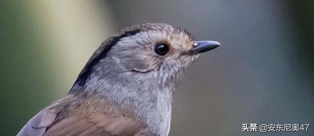 六种灭绝却又重出现的动物（灭绝又被发现的10种动物）(2)