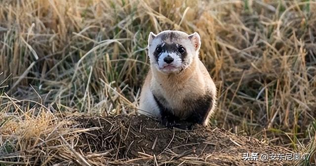 六种灭绝却又重出现的动物（灭绝又被发现的10种动物）(9)