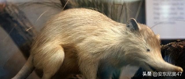 六种灭绝却又重出现的动物（灭绝又被发现的10种动物）(5)