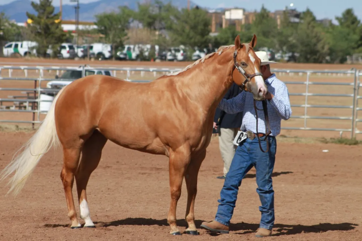 跑得最快的马(一文了解奔跑速度最快的马种)