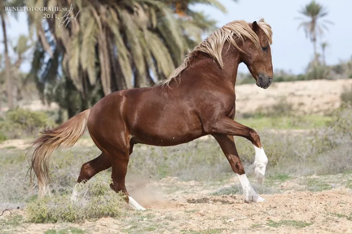 跑得最快的马(一文了解奔跑速度最快的马种)