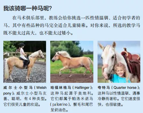 跑得最快的马(一文了解奔跑速度最快的马种)