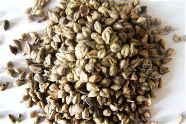 苦荞可以泡酒吗 苦荞泡酒好吗