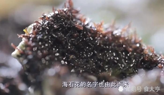 广东南澳岛有一种“海石花”,三块钱一碗,还下很多水果