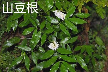 山豆根花.jpg 山豆根花.jpg