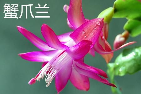 蟹爪兰2.jpg 蟹爪兰2.jpg
