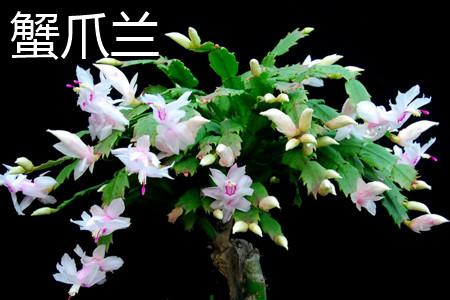蟹爪兰2.jpg 蟹爪兰2.jpg