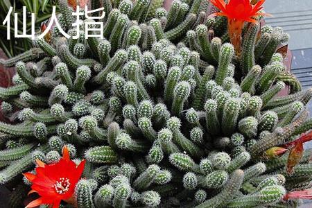 仙人指1.jpg 仙人指1.jpg