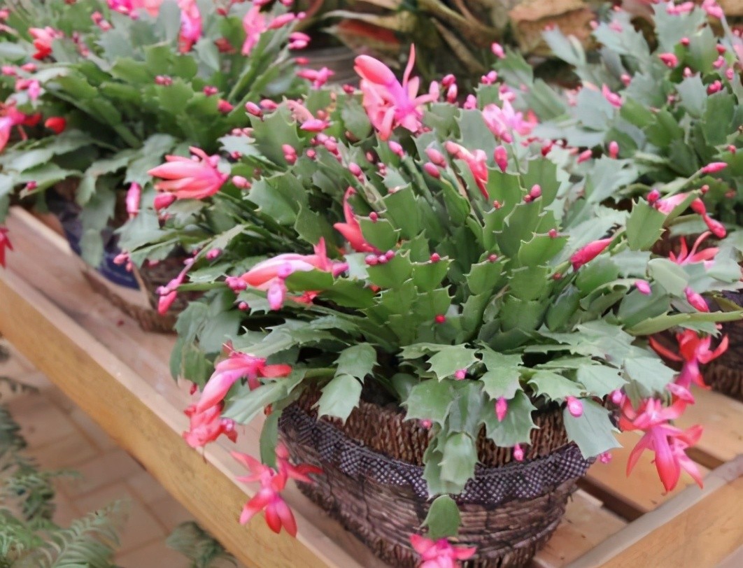 蟹爪兰花苞变蔫脱落什么原因（揭秘3个重要原因）