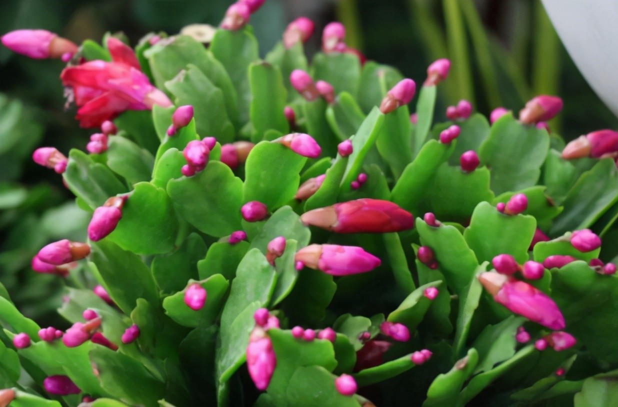 蟹爪兰花苞变蔫脱落什么原因（揭秘3个重要原因）