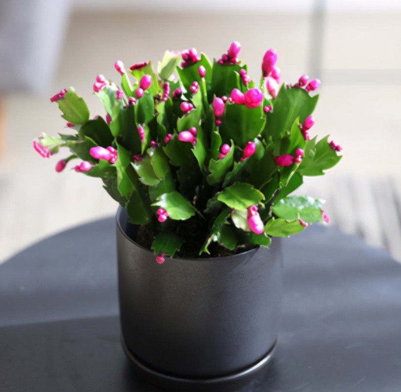 蟹爪兰花苞变蔫脱落什么原因（揭秘3个重要原因）