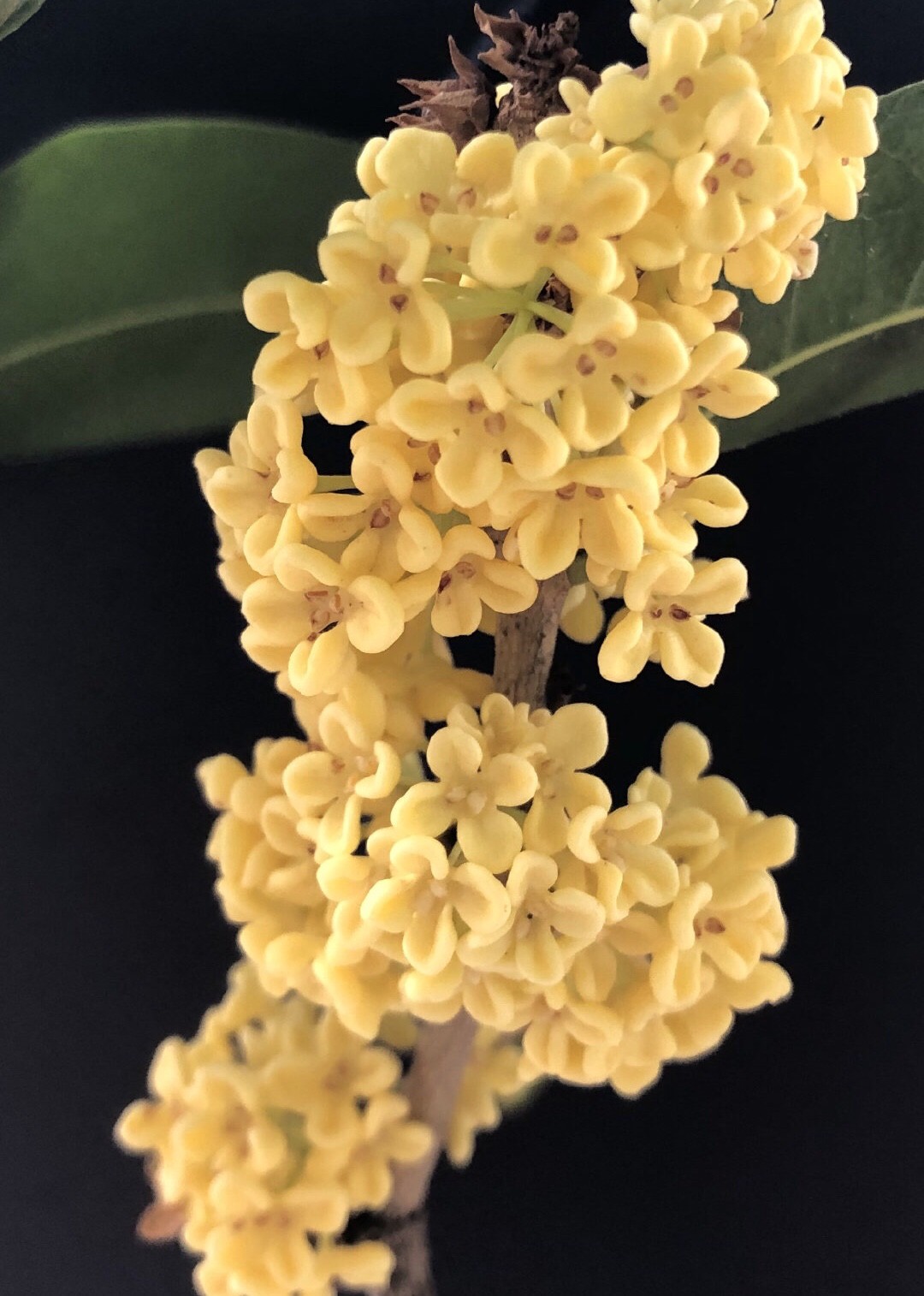 桂花适合在室内养吗（一文了解桂花的生长习性）