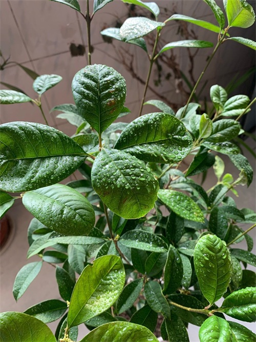 桂花适合在室内养吗（一文了解桂花的生长习性）