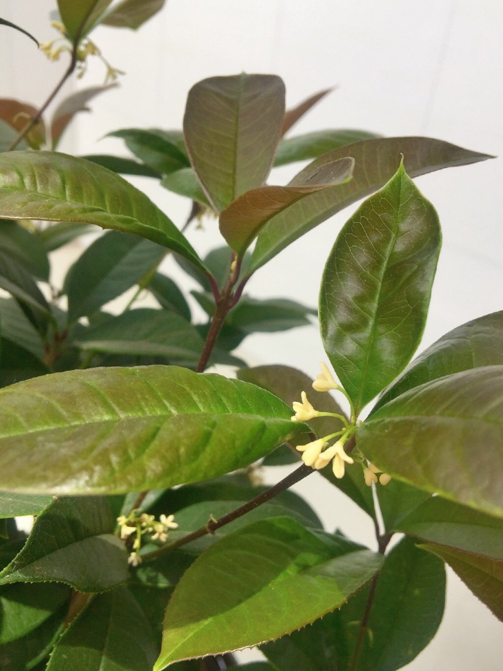 桂花适合在室内养吗（一文了解桂花的生长习性）