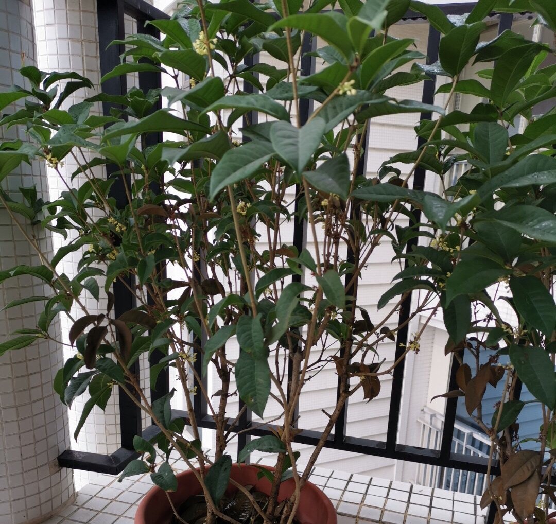 桂花适合在室内养吗（一文了解桂花的生长习性）