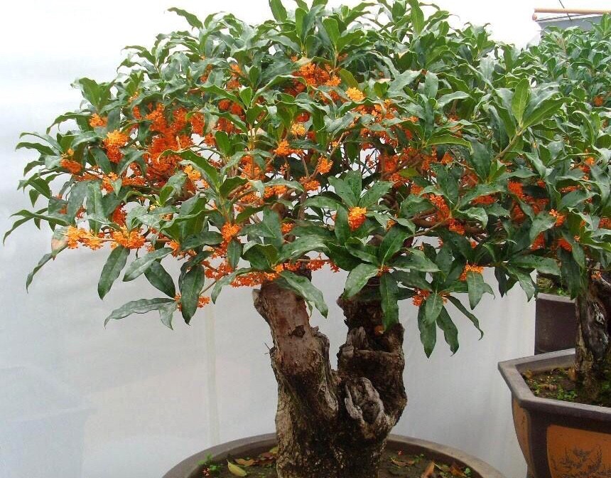 桂花适合在室内养吗（一文了解桂花的生长习性）