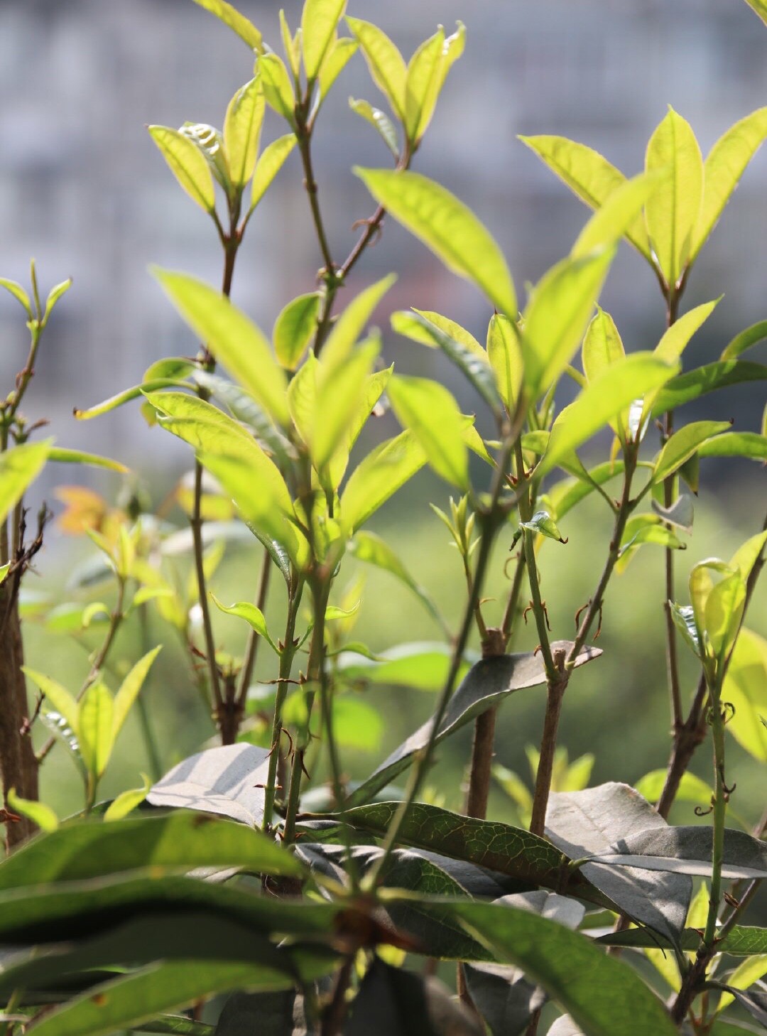 桂花适合在室内养吗（一文了解桂花的生长习性）