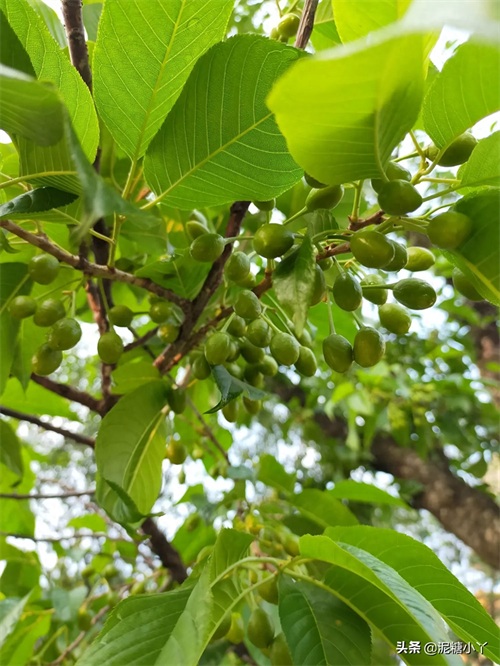 农村山上长着的野樱桃树，果子好看味却极苦，为何种的人还挺多？