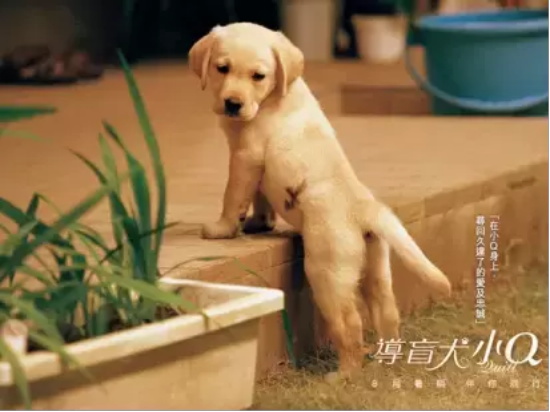 有关人鬼恋的电影有哪些(盘点十部能虐哭你的人鬼相恋的电影)