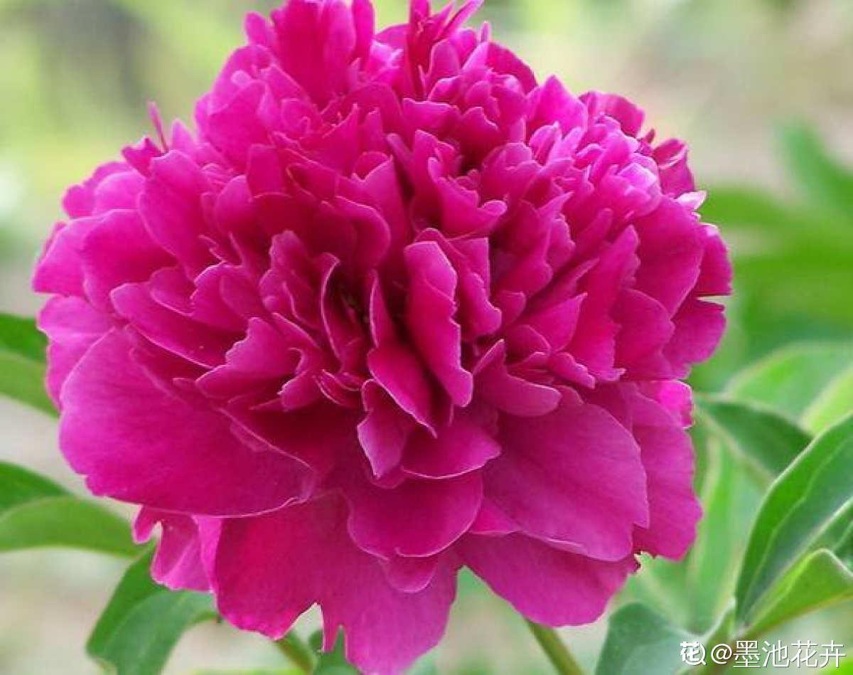 牡丹和芍药如何区分(牡丹和芍药的区别表现在哪些方面)