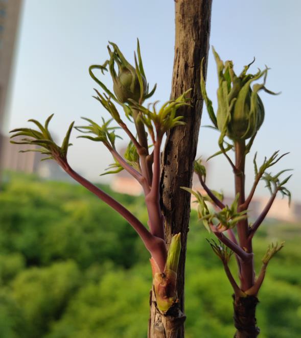 牡丹和芍药如何区分(牡丹和芍药的区别表现在哪些方面)