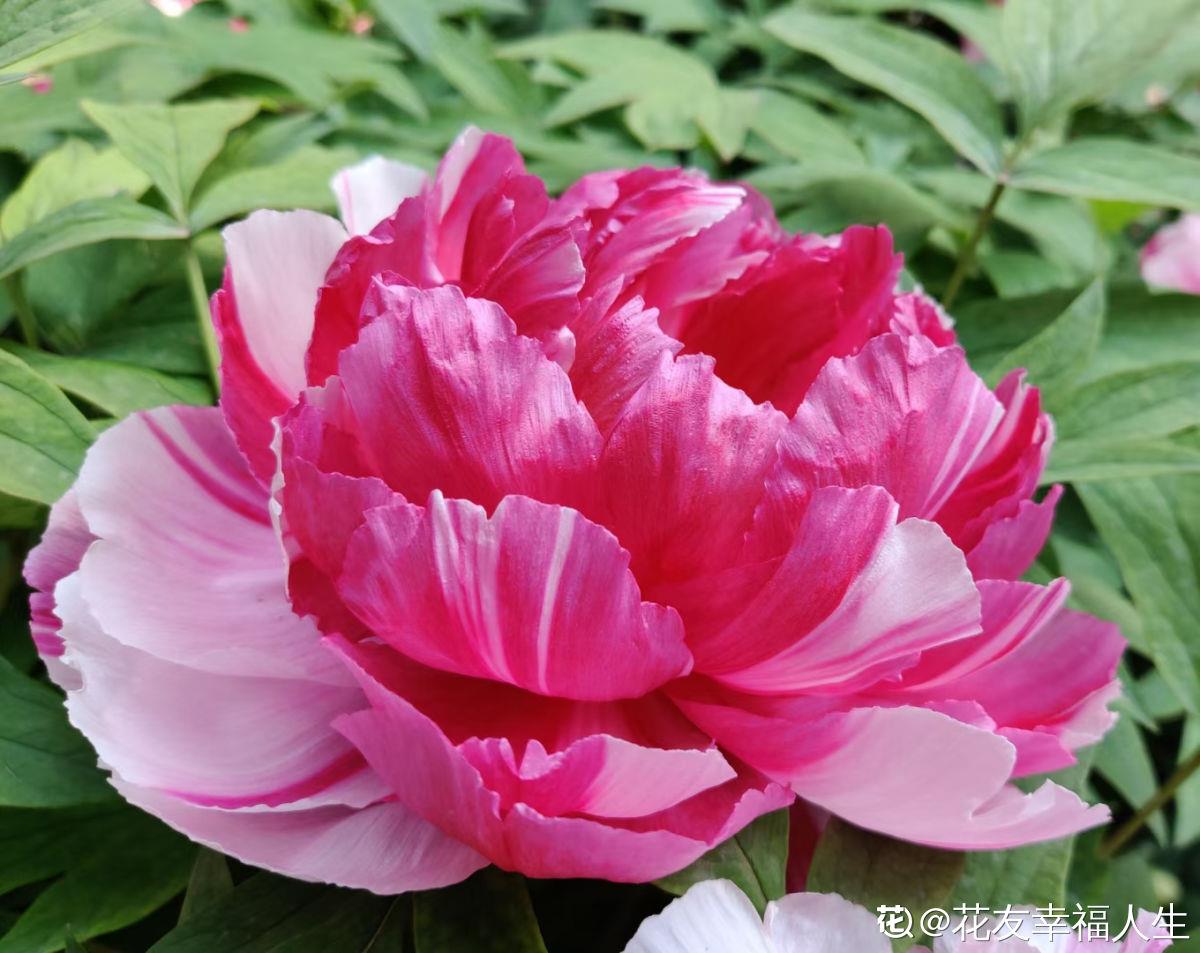 牡丹和芍药如何区分(牡丹和芍药的区别表现在哪些方面)