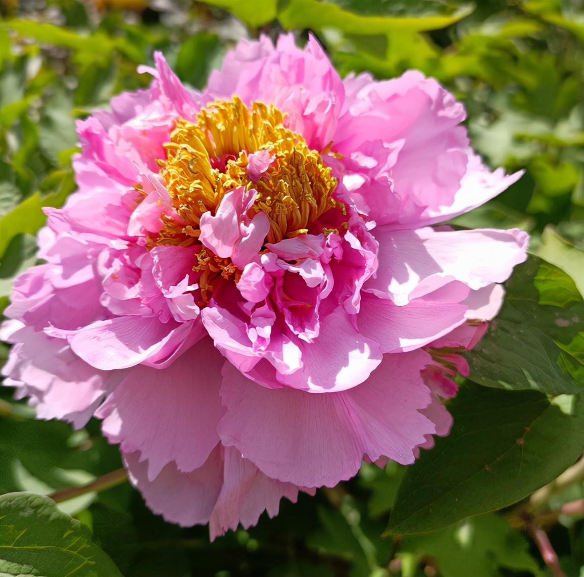 牡丹和芍药如何区分(牡丹和芍药的区别表现在哪些方面)