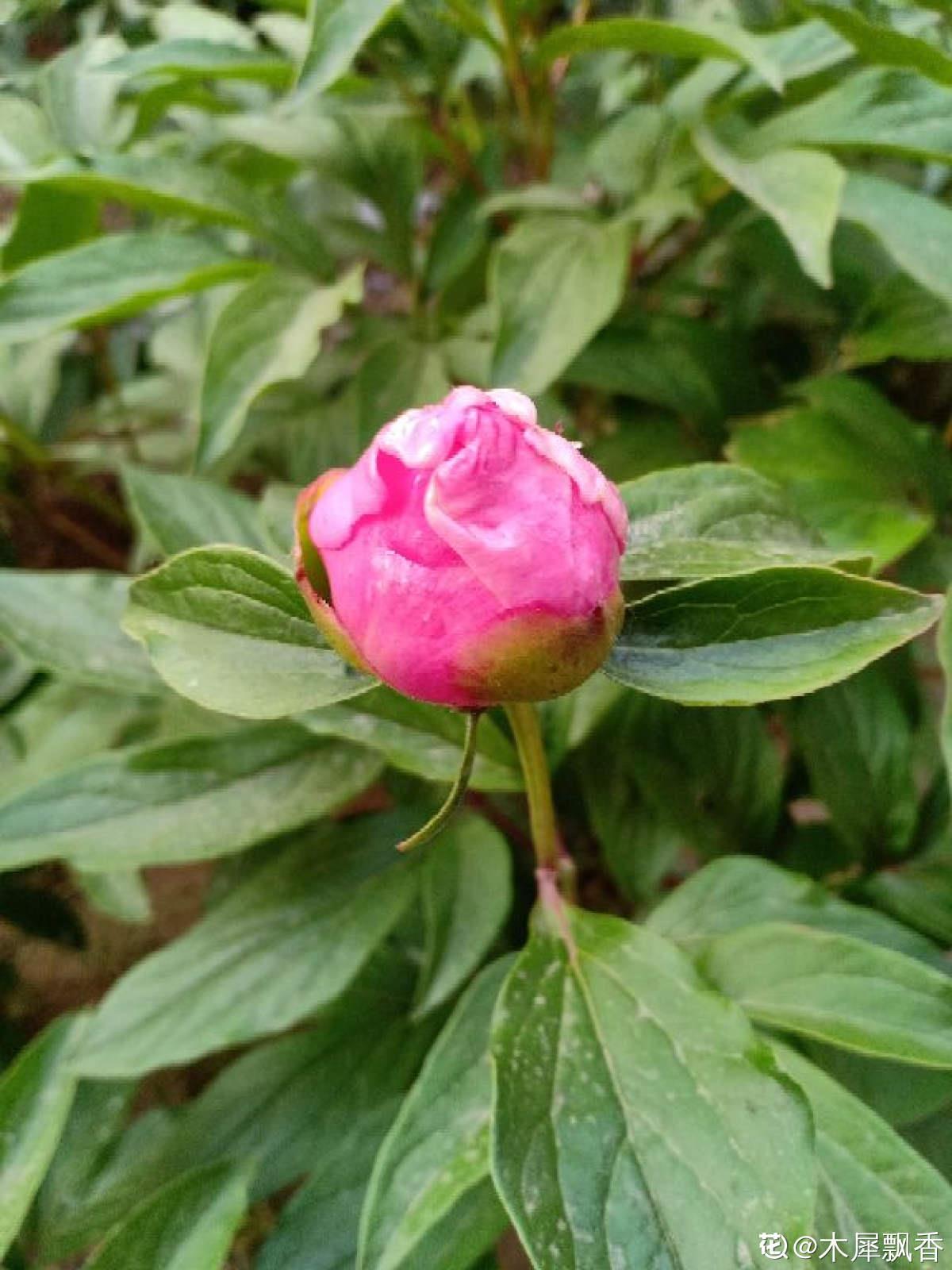 牡丹和芍药如何区分(牡丹和芍药的区别表现在哪些方面)