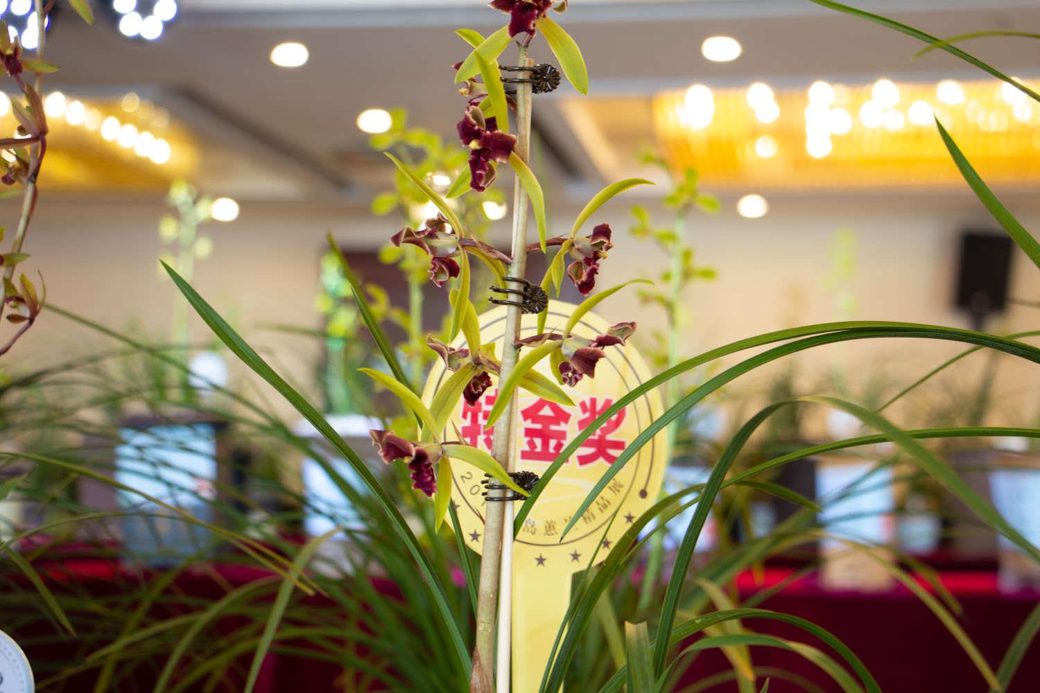 兰花 兰花
